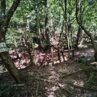 金糞峠から下りてその先この橋を渡ります。