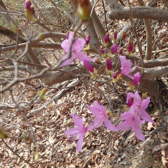 ミツバツツジの開花