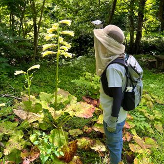 マンガン登山口前の広場に
背の高いウバユリ

背比べしてみる