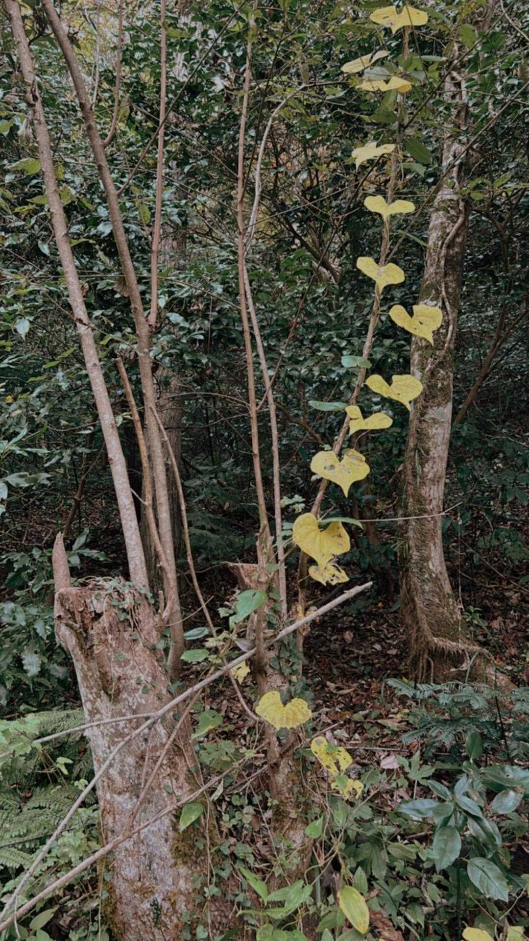 ハートな葉っぱ🫶🏻‪