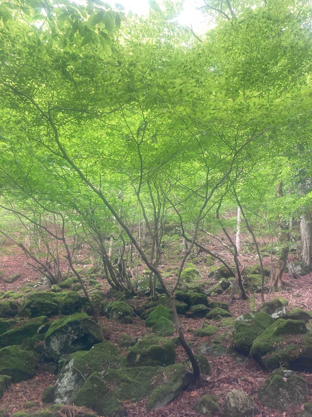 新緑と苔のコラボ🙌