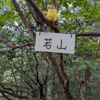 ①🚩若山491mに登頂です🙌ヽ(=´▽`=)ﾉ