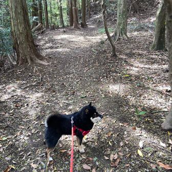 今回、だんだんこっちのペースに合わせてくれるようになった。綱が短いからペース合わせないとずっこけちゃうよね。長い肩掛けリードとかあったら便利かな