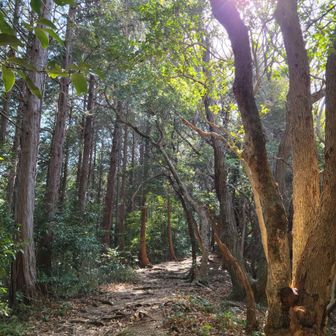 ベリーのお父さん