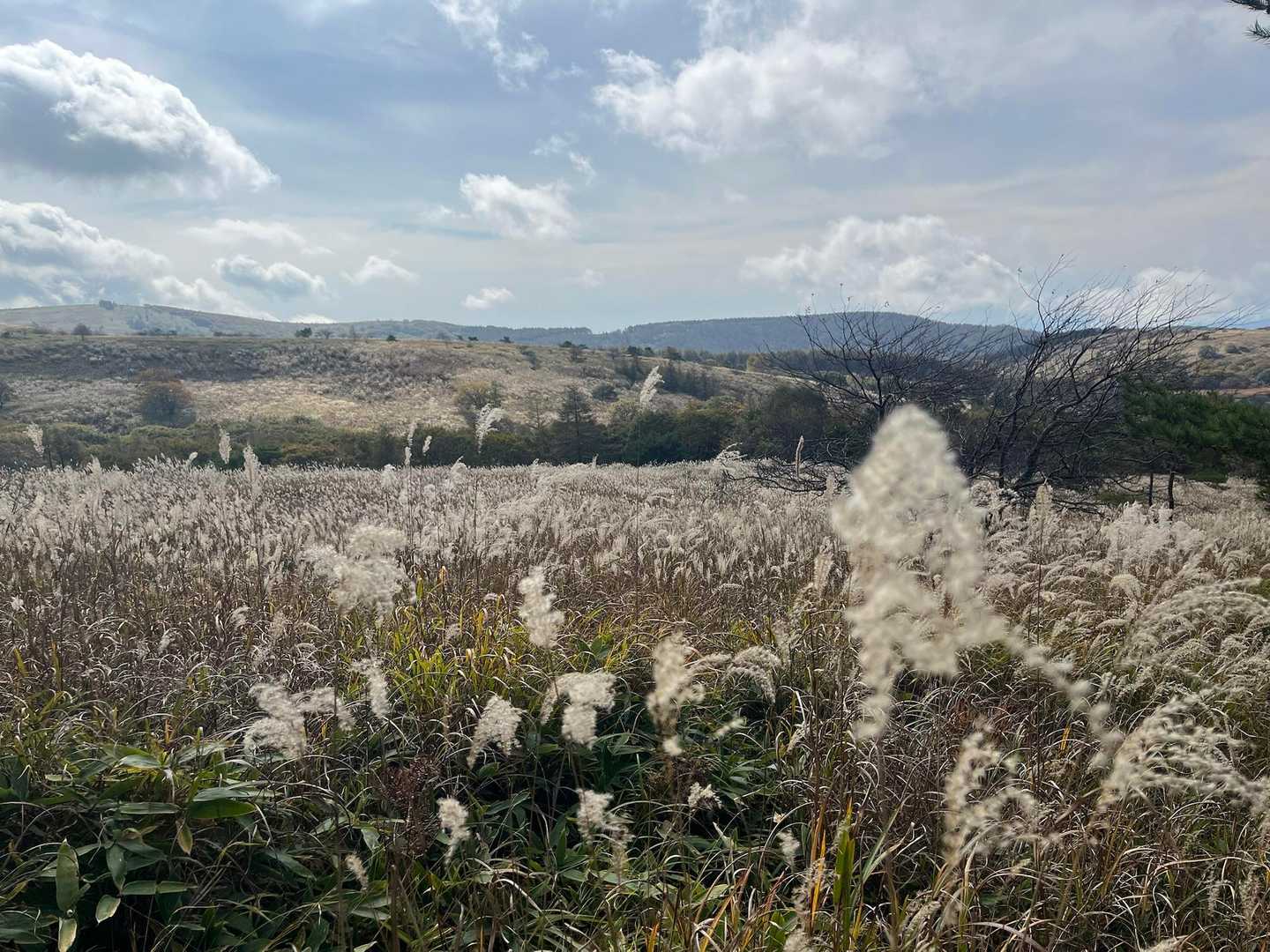 男女倉山を降りてくると一面にススキ野原🌾✨