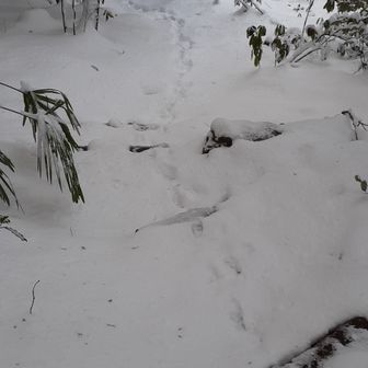 新神社の巡視路を降ります。
以前は山頂に神宮の遙拝所が在った様です。
