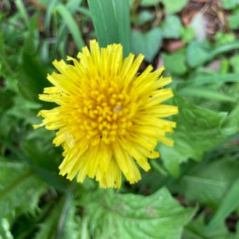 古の苔むす原生林　森の妖精　