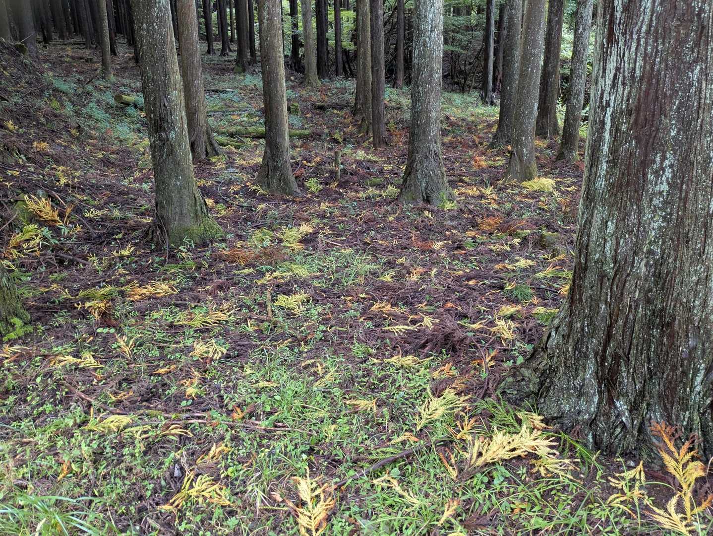 表尾根縦走コース登り口-三ノ塔 往復コースの写真