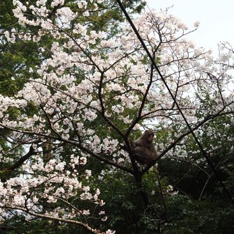 ここでは桜の木に猿です🐒