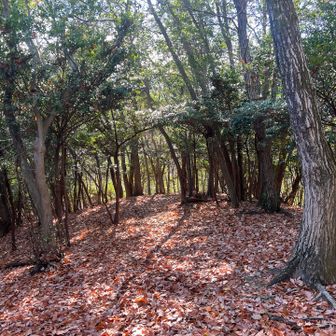 落ち葉ぱふぱふ🍂でこれは良き