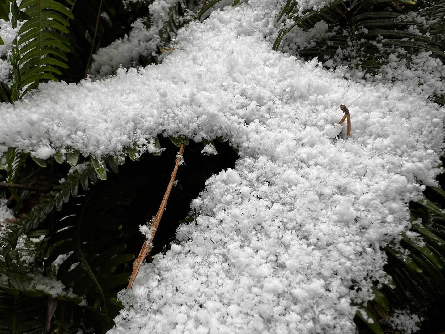 新雪