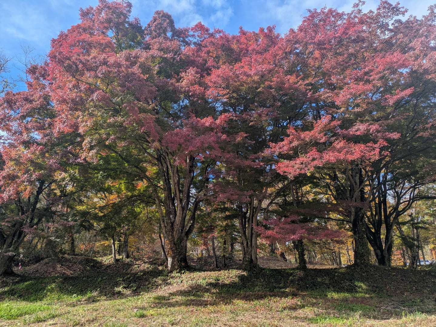 【鳴子峡】深さ100mの大峡谷が織りなす絶景｜宮城・大崎の写真