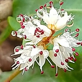 すけさん🐾🐣