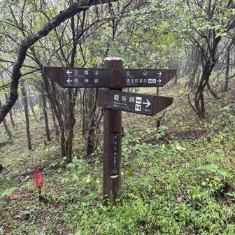 ここから籠坂峠方面に下って、天狗ブナ見に行く