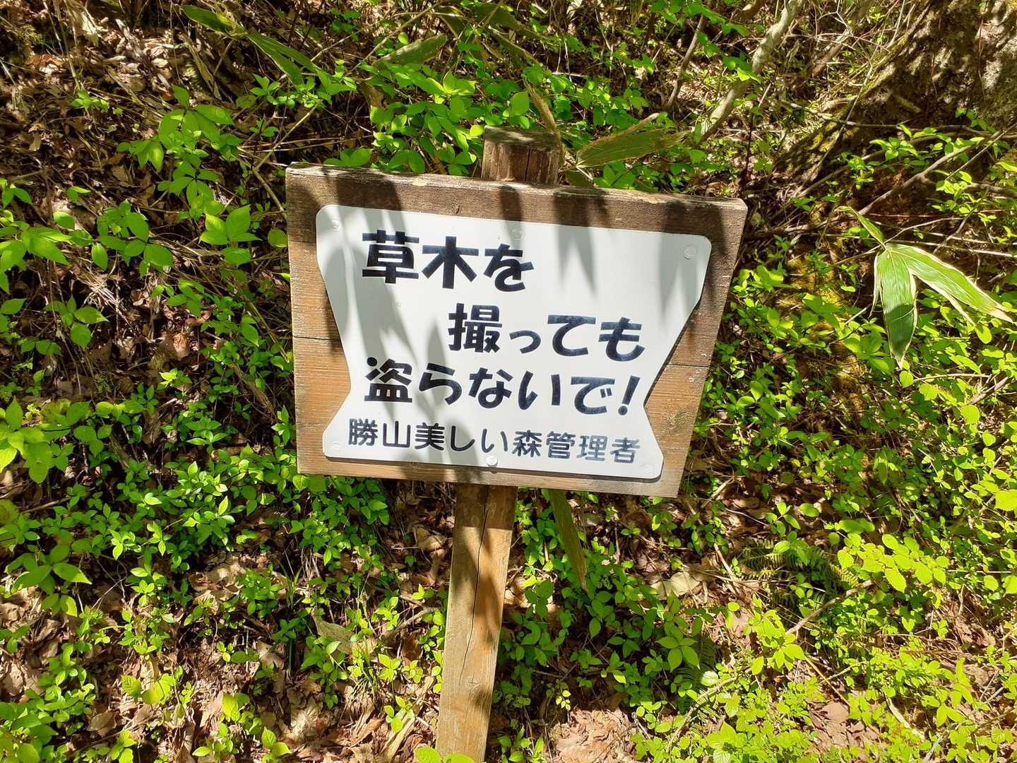 草木を撮っても盗らないで、了解しましたー😲