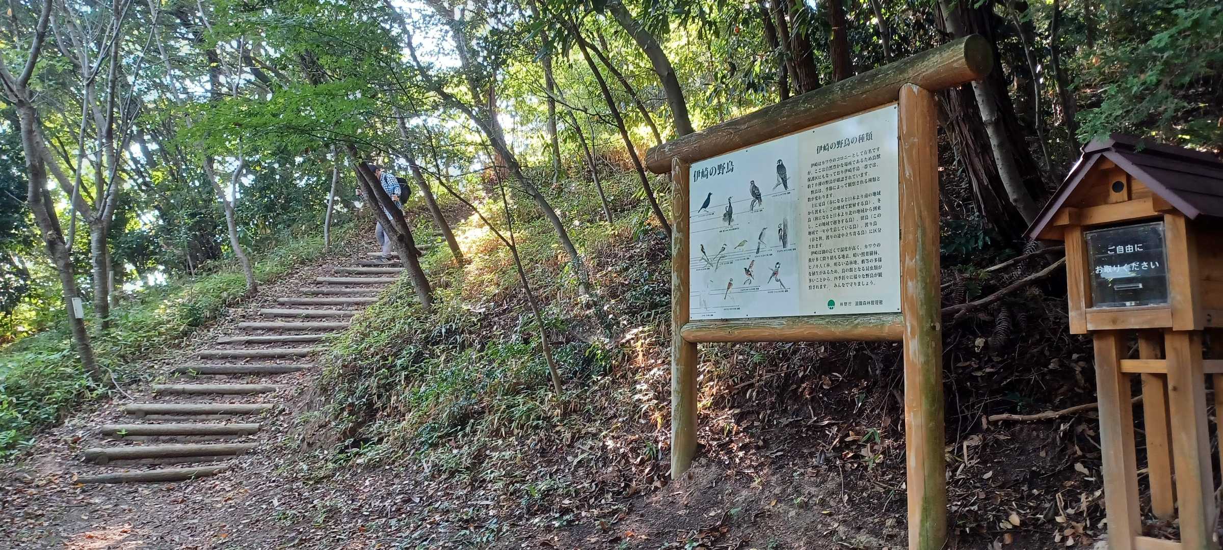 ここから登れますぞ