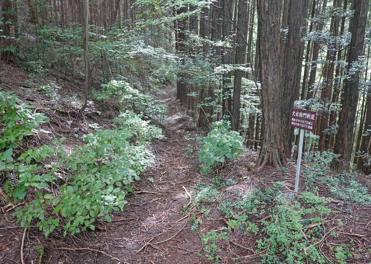 鞍部を乗り越す丈右衛門新道。