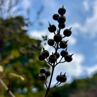 いやもう全く
花を想像
できんけど( ﾉﾟ∀ﾟ)ﾉ ｳﾂｷﾞ?