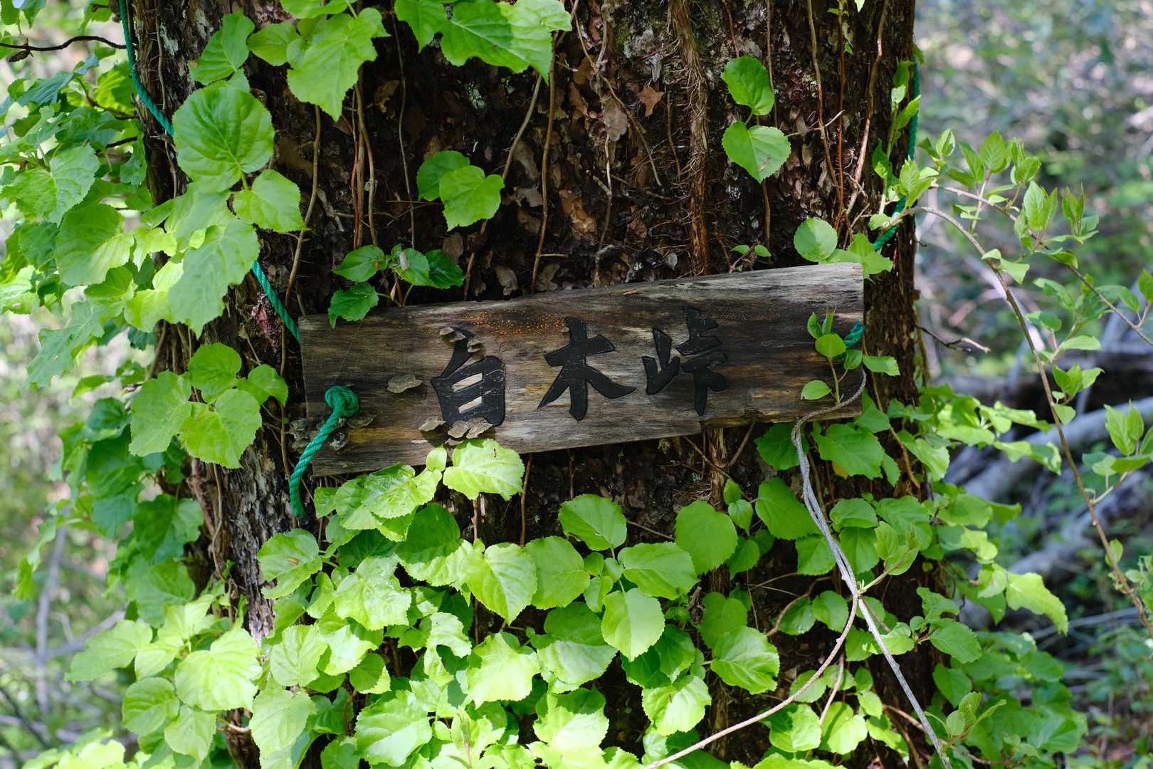 所々に標識あり