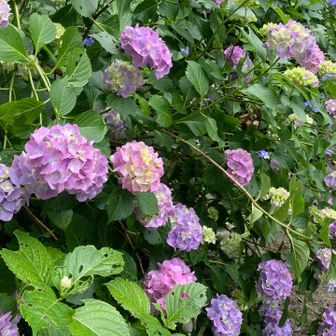 車道に紫陽花が…今年初めて生の花を見たゃな。。