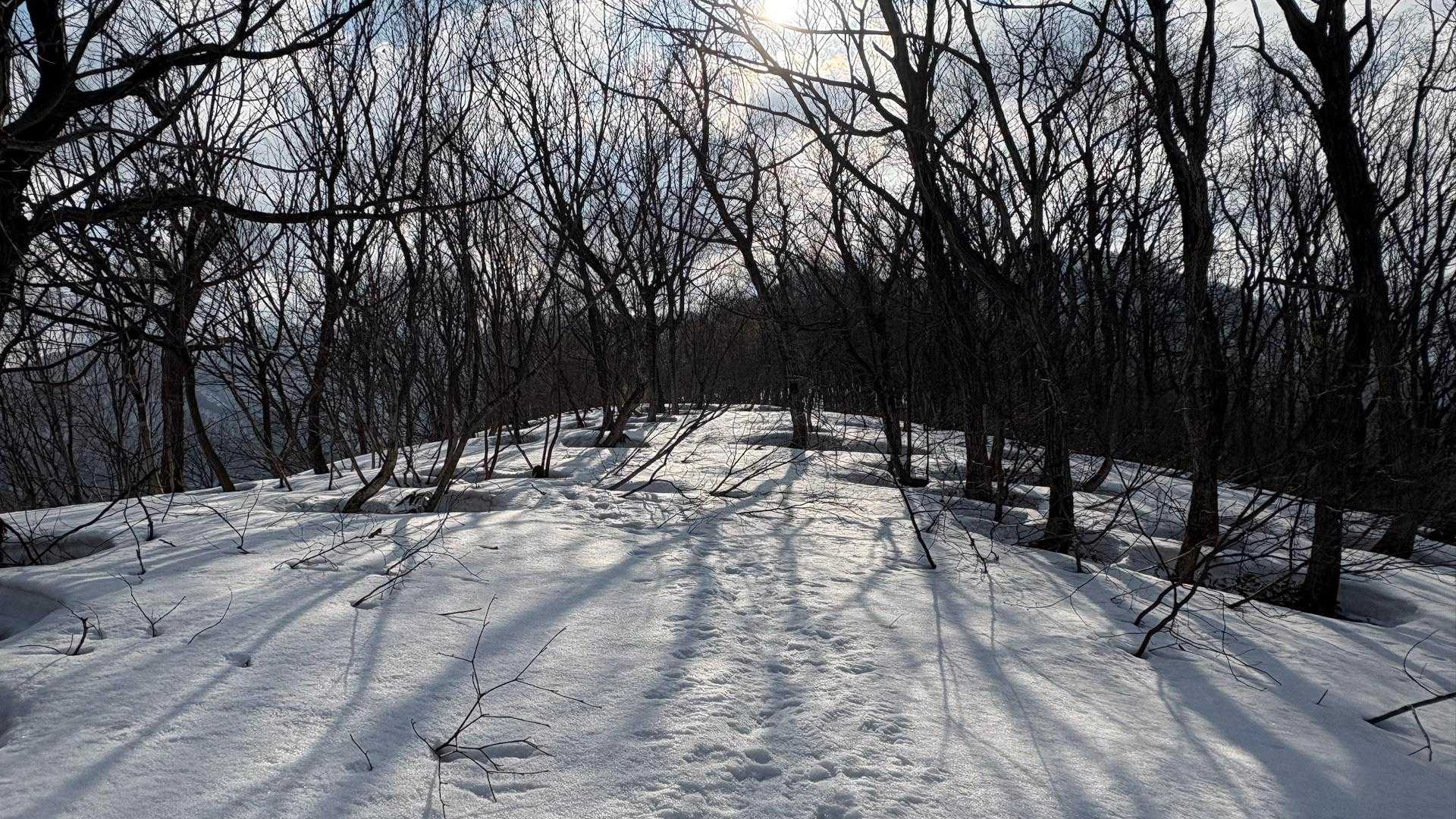 まだまだ緩やかな登山道☺️