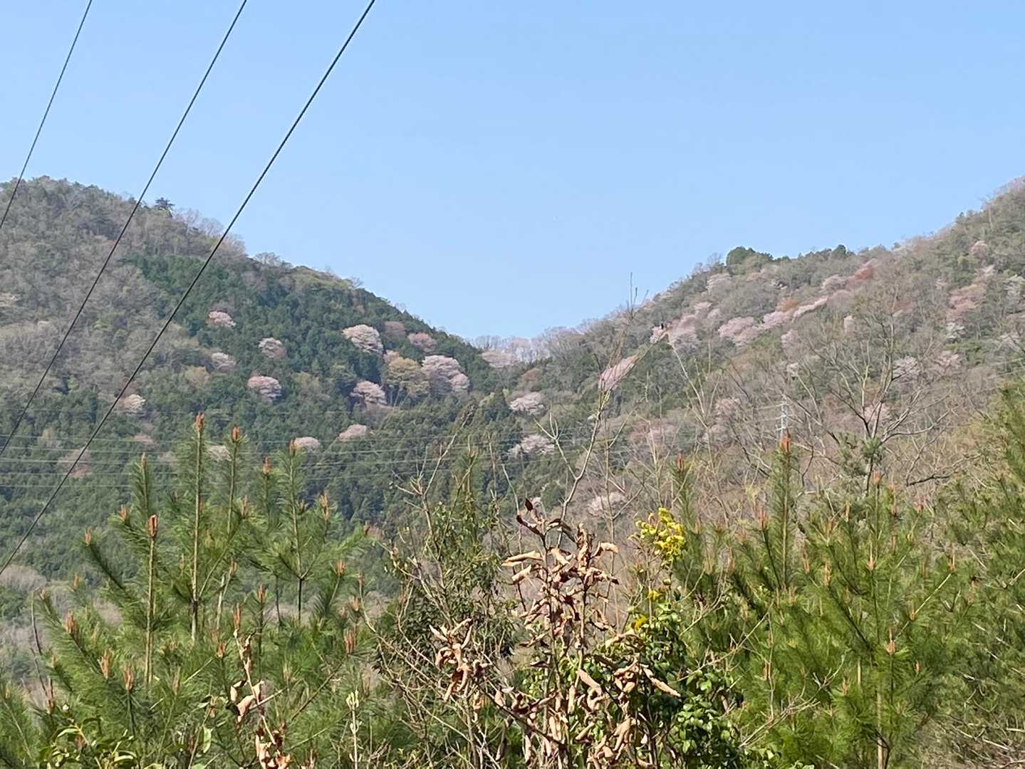 峠から谷町の山(一本松)方面
　　山桜が、沢山咲いています♪