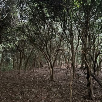 山頂の一段下に広場あり