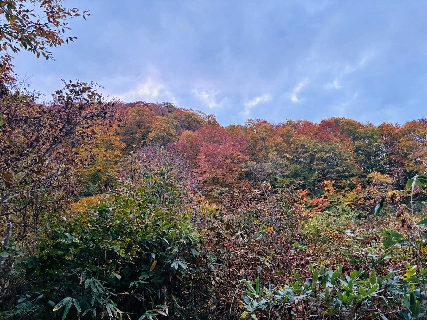 ヘッドライト入らなくなり
紅葉ゾーンに突入🍁
1500から1800くらいが綺麗かも