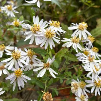 この季節はお花が少ないわ　シロヨメナ（白嫁菜）だそう