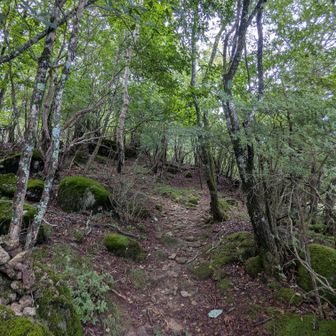 横根山に向う登山道に入りました😊
キツネさんに遭遇しましたが撮影できませんでした🦊