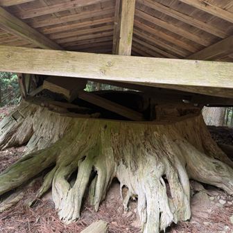 鳳来寺の再建に使われたとか