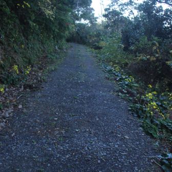 林道から長者山に向かう