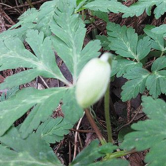 👀イチリンソウ蕾