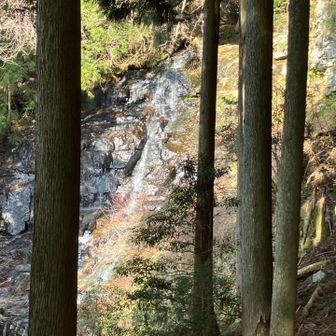 杉林の間からの三谷川の渓流。