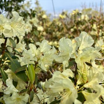 ちょっと早いかな？と思いましたが
満開なりたてほやほやでニヤけてしまいます🥰