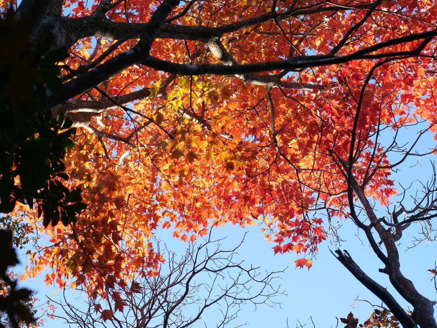 🍁🍁🍁