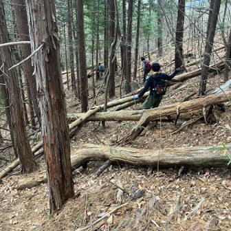 倒木地帯ありました。