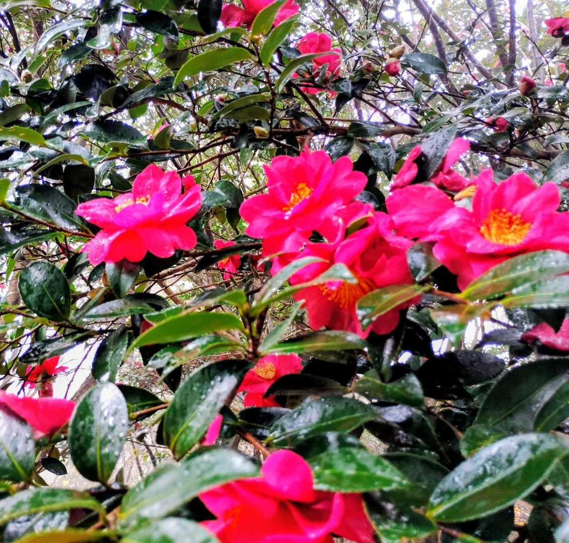 雨に濡れてイキイキしてます🌺