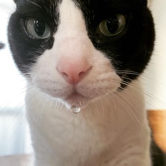 ムギコメjingshang qianxia