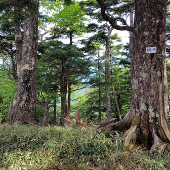 黒塊の頭、笹薮はこの辺りで終わり