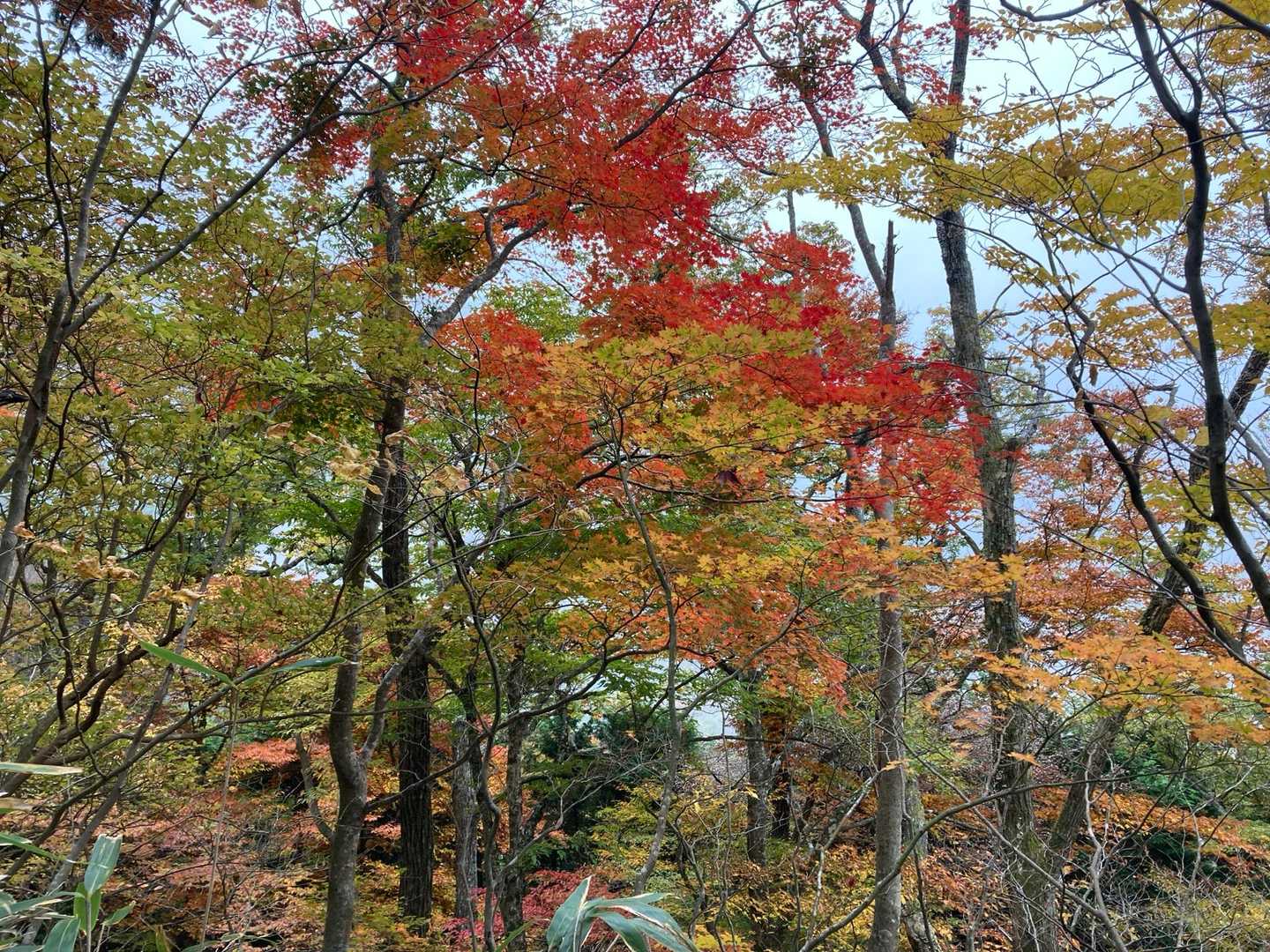 千早本道登山口-金剛山-府民の森 ちはや園地 往復コースの写真