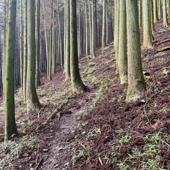 植林地を九十九折りの道で高度を上げて行きます。