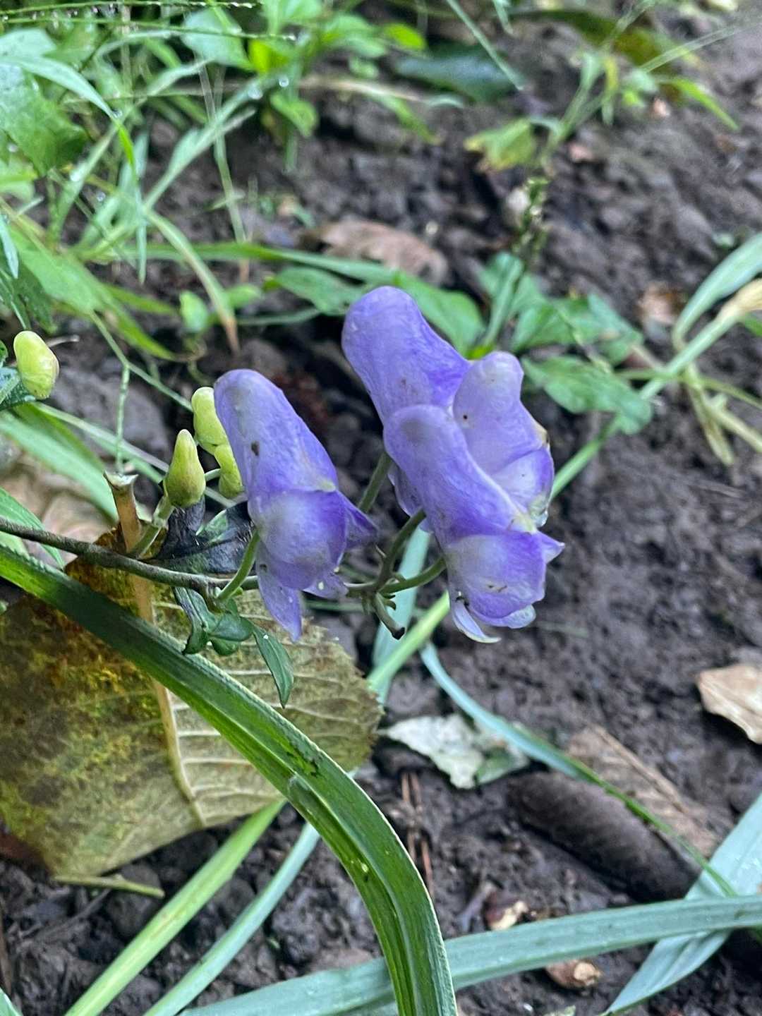 おお！トリカブト！！
綺麗な色ですね☺️