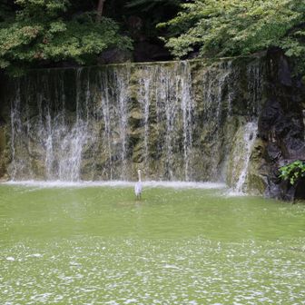 んっ！　いるな🫣
魚🐟いるのかじっとしている。

ここから園内をしばらく歩いたけど、花🌸が少なくて写真は撮らず。