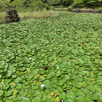 一般道を少し歩いて、再び園内に入って行きました。
睡蓮の池を観ながらの帰路になりました。
