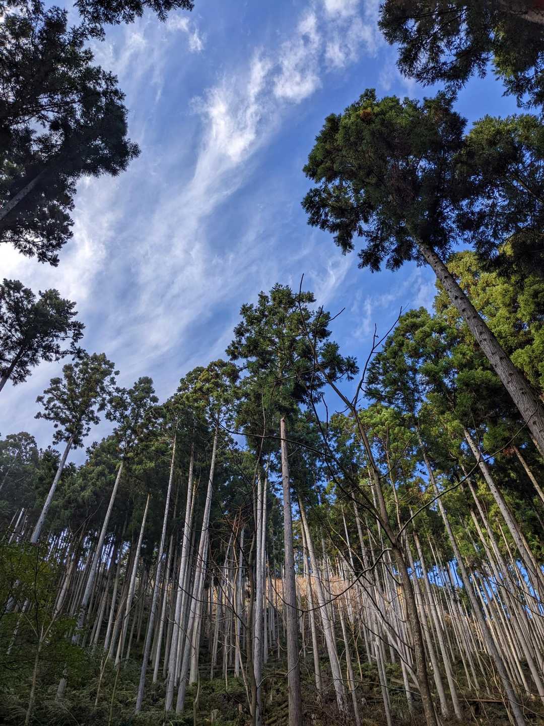 城山 往復コースの写真
