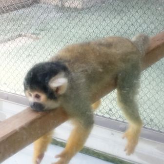 すーさんうどん