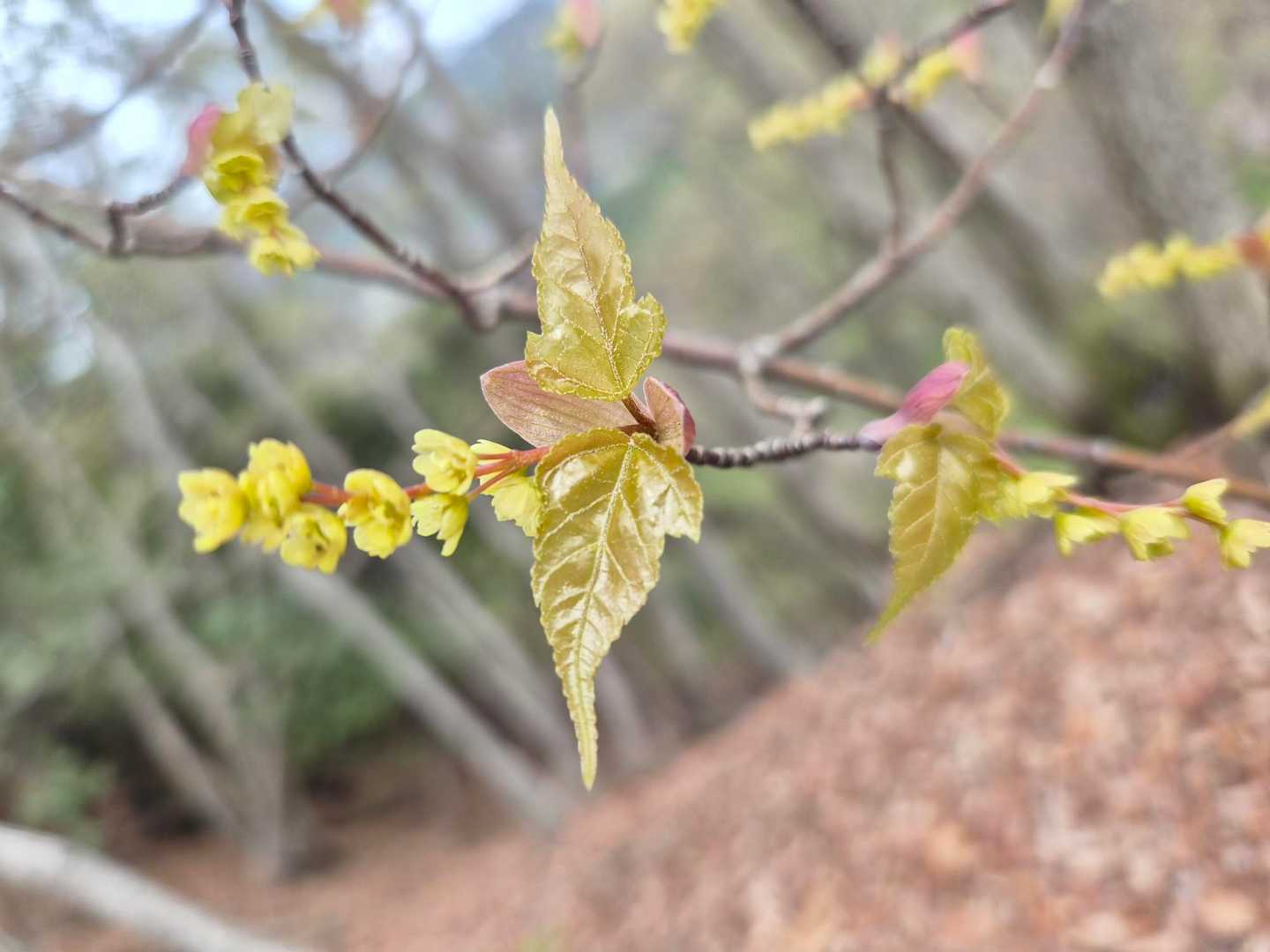 でも背の高い夫は花を見つけることができます🌸ウリカエデは春に新葉の展開と同時に、黄色い小さな花を穂状に咲かせるそうです🌸