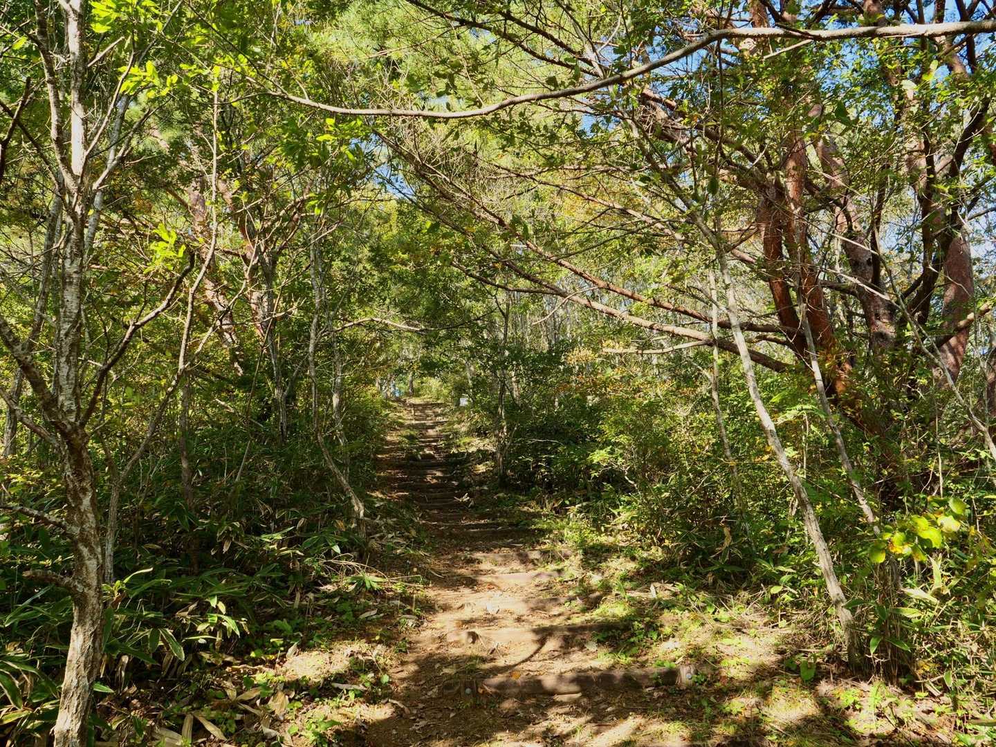 日差しも入る登山道