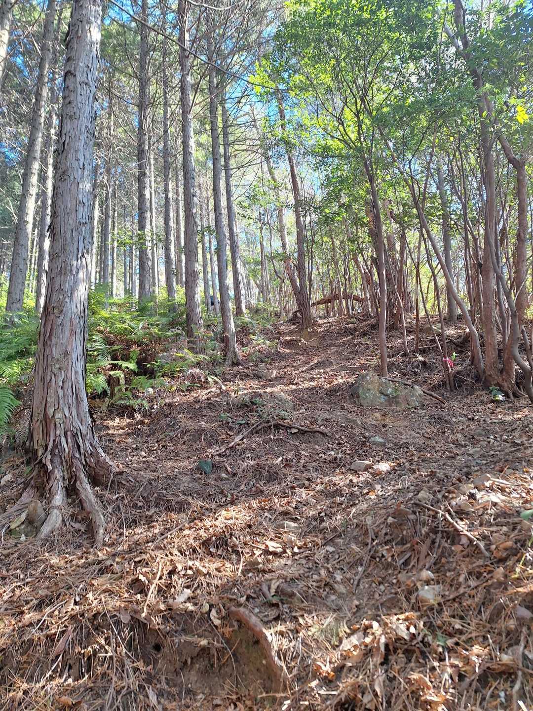 蓮華山 周回コースの写真